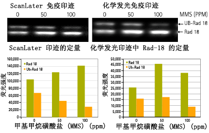 ScanLater 免疫印迹系统, 化学荧光免疫印迹检测